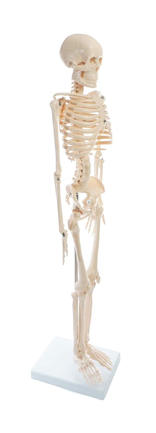 American Educational Skeleton Model, 34" Height