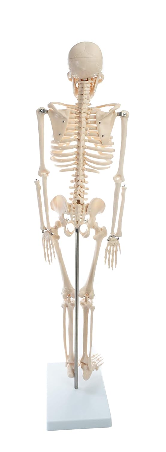 American Educational Skeleton Model, 34" Height